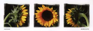 Poster: Wellmann: Sunflower Collection - 95x33 cm
