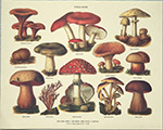Štampa: Fungi Noxii - 30x24 cm