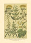 Štampa: Poljsko cvijeće - 25x35 cm