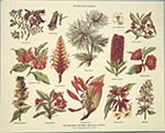 Štampa: Botanika: Flores Silvestres - 30x24 cm